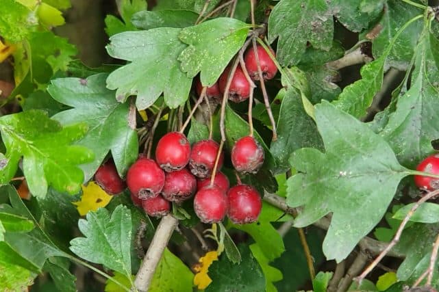 Weißdorn mit roten Beeren